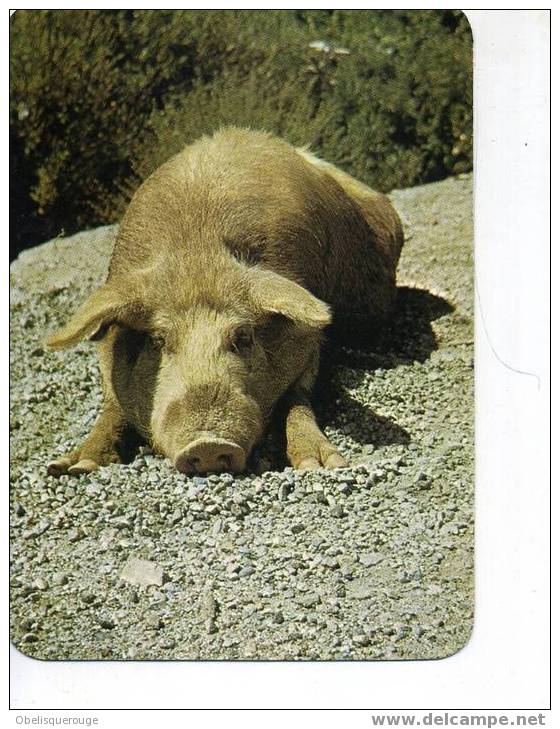 CORSE COCHON DEMI SAUVAGES EN 1981 - Cochons