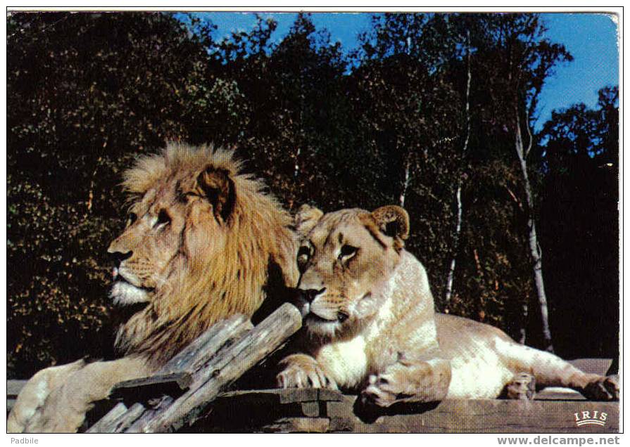 Carte Postale De Thoiry En Yvelines - Lion Et Lionne Dans La Réserve Africaine - Thoiry