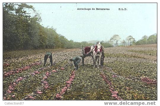 AGRICULTURE - CULTURE - ATTELAGE Avec CHEVAL - ARRACHAGE Des BETTERAVES - Landwirtschaftl. Anbau