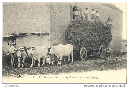AGRICULTURE - CULTURE - MISE En GRANGE Des GERBES De FOIN - ATTELAGE De BOEUFS - PRECURSEUR Avant 1904 - Cultivation