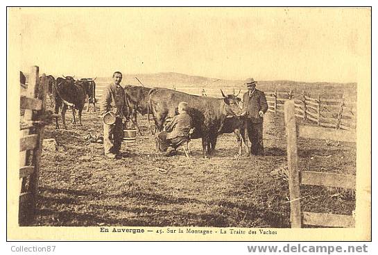 AGRICULTURE - CULTURE - 15 - CANTAL - LAITERIE - LA TRAITE Sur La MONTAGNE Des SALERS Pour Le BURON - Elevage