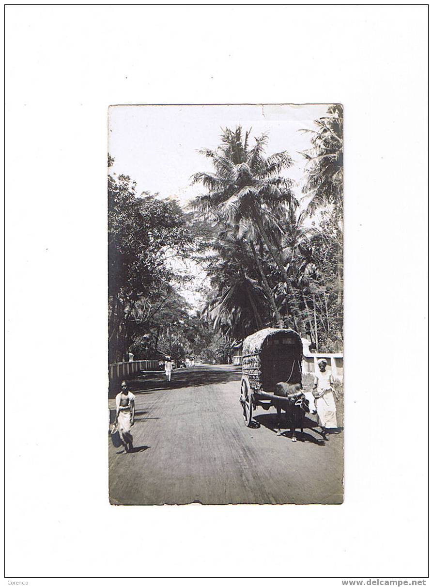 CEYLAN    KAUDY  Attelage De Boeuf - Sri Lanka (Ceylon)