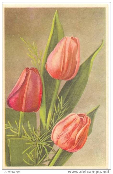 Bouquet De Tulipes. - Fleurs