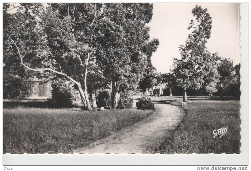 17.029/ ANGOULINS- Allée Centrale Du Parc Municipal (cpsm) N°5 - Angoulins