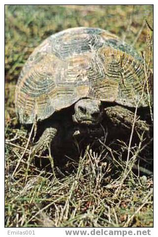 TORTUE ( 1 ) - Schildkröten