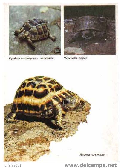 TORTUE , 3 Vues . - Schildkröten