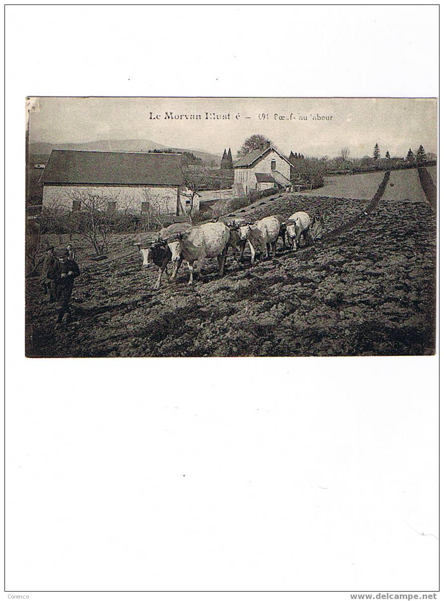 BOEUFS  AU LABOUR     Non écrite - Cultures