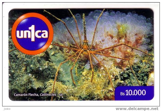 CALLINECTES SP. ( Venezuela) Crab Crabe Krabbe Cangrejo Granchio Underwatter Undersea World Marine Sea Life Fish Poisson - Venezuela