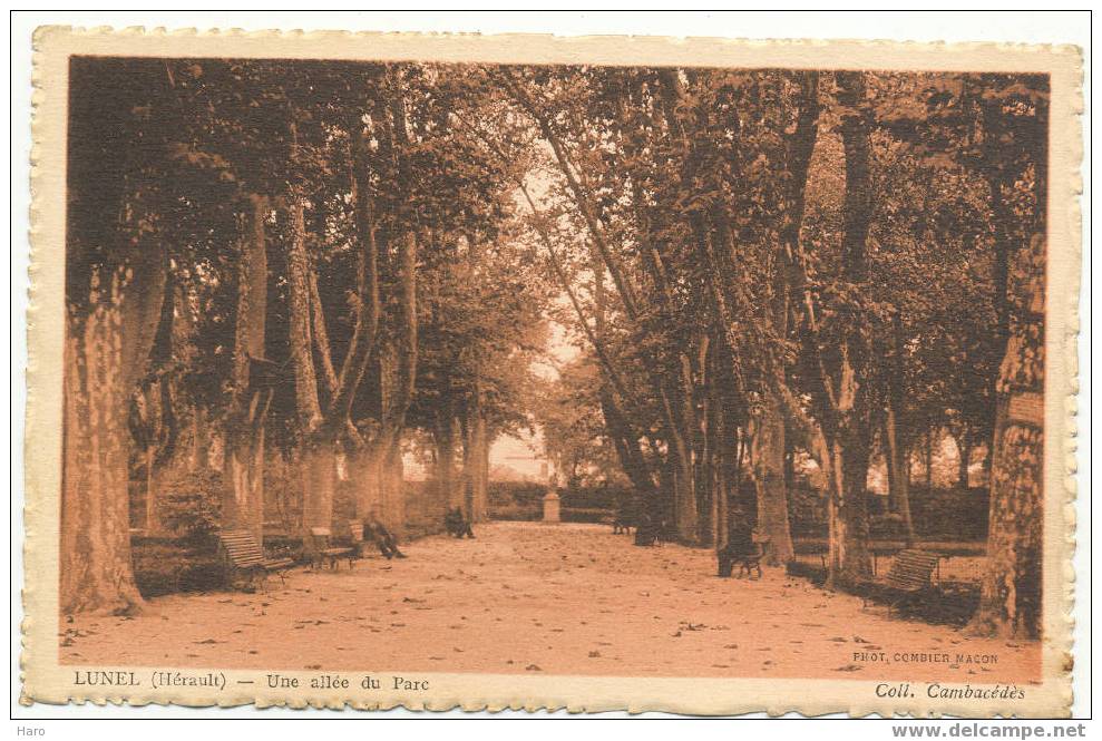 LUNEL - Une Allée Du Parc (300) - Lunel