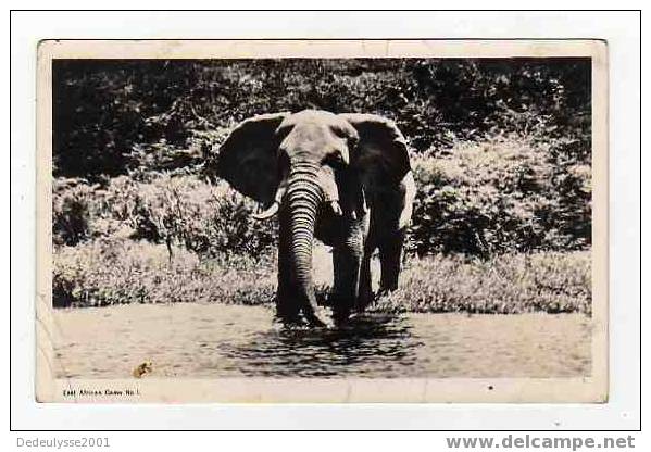 Jan7 10833  Un éléphant Du Cameroun - Elephants