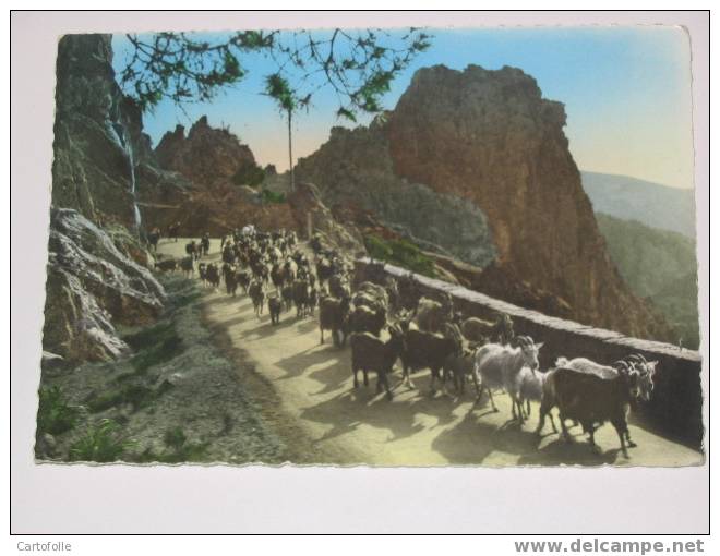 (146) -1- Carte Postale Sur  La Corse Calanche De Piana Troupeau - Corse