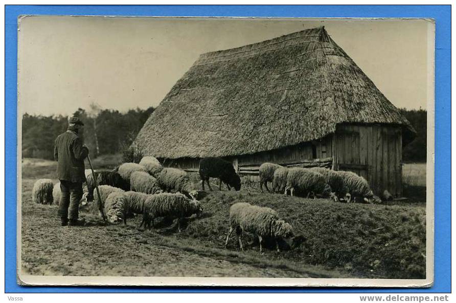 TWENTE. Schaapskool. Mailed From HENGENON..in 1918. Real Photo .rare.( Moutons) - Otros & Sin Clasificación