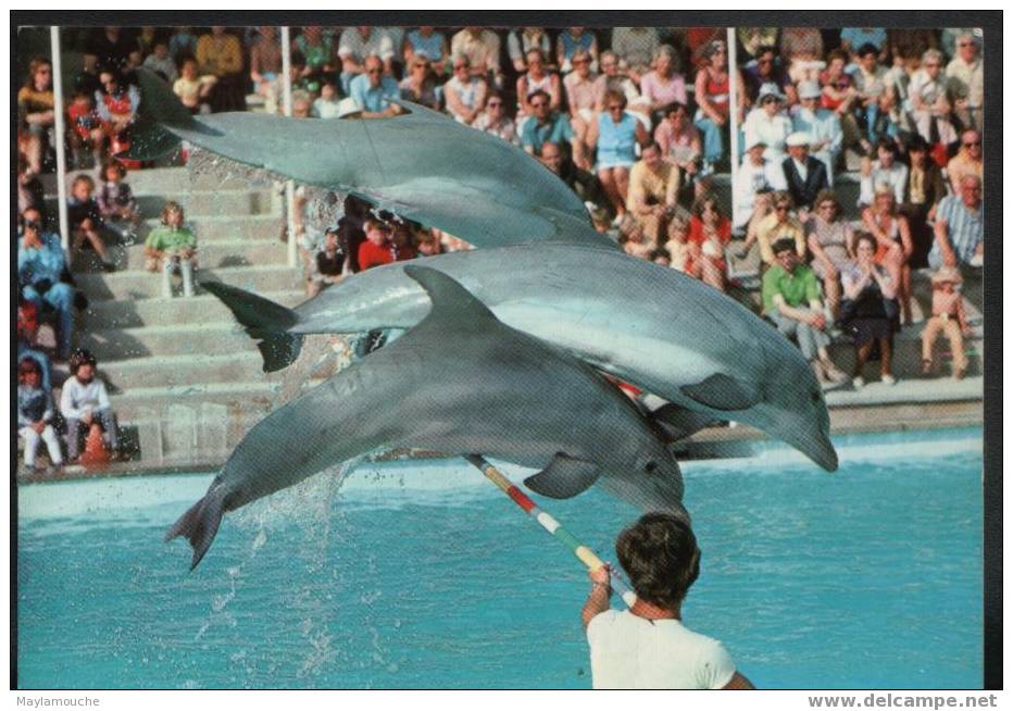 Dauphins De Blanes Mallorca - Dauphins