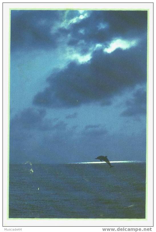 RIVAGES - DAUPHIN SAUTANT DANS L OCEAN - Dolfijnen