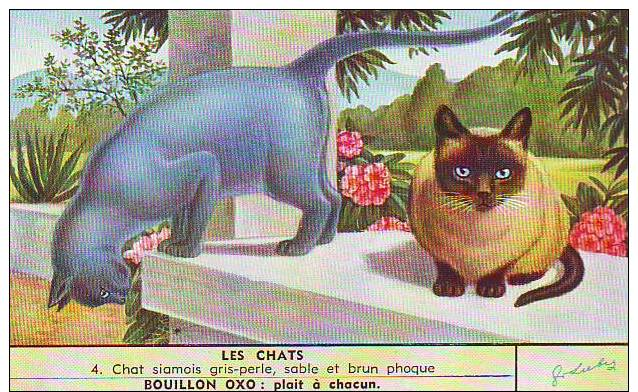 Liebig.Les Chats.Chat Siamois Gris-perle,sable Et Brun Phoque - Liebig