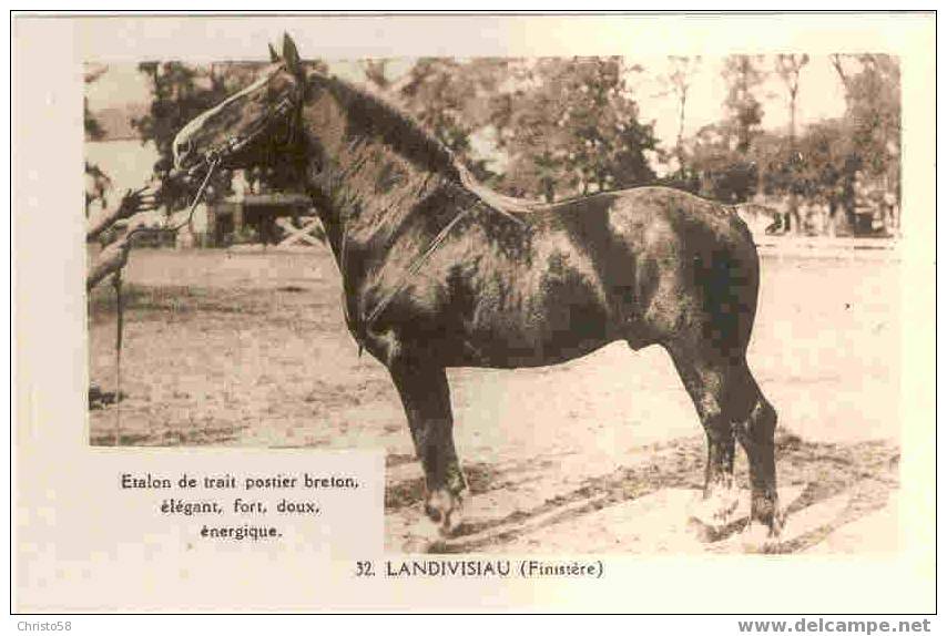 29  LANDIVISIAU    Cheval Etalon No 3 - Landivisiau