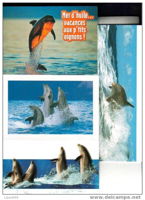 4 Dolphin Postcards  - 4 Carte De Dauphins - Dauphins