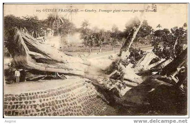 GUINEE-  Ref No 01- Conakry - Fromager Geant Renverse Par La Tornade- Theme Arbre - Bon Etat - Guinée