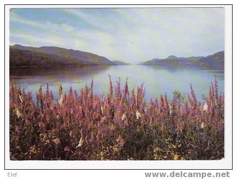 Foxgloves At Loch Ness ( Inverness-shire)  ; B/TB - Inverness-shire