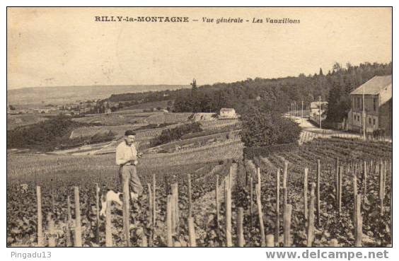 Les Vauxillons Vigneron Dans Son Champs? - Rilly-la-Montagne