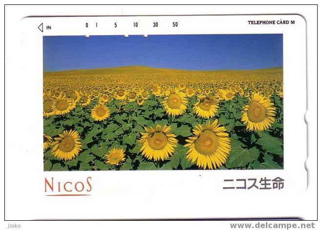 SUNFLOWER ( Japan ) - Tournesol - Soleil - Girasol - Girasole - Sonnenblume - Sunflowers - Tournesols - Fleurs