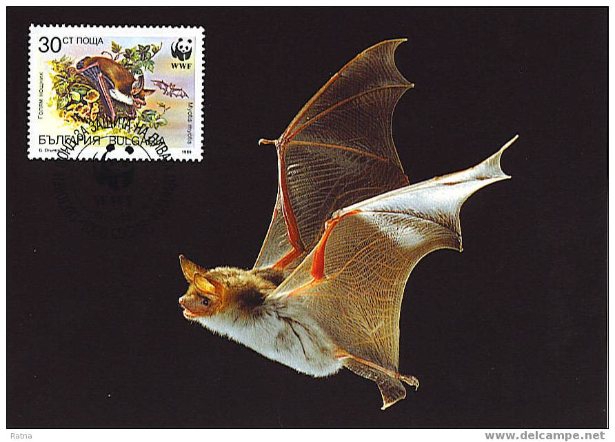 Bulgarie : CM Carte Maximum Chauve Souris Bat Mammifere Animal Vol Protection WWF - Chauve-souris