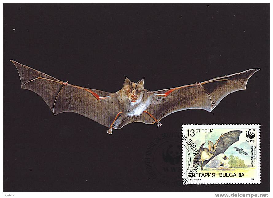 Bulgarie : CM Carte Maximum Chauve Souris Bat Mammifere Animal Vol Protection WWF - Chauve-souris