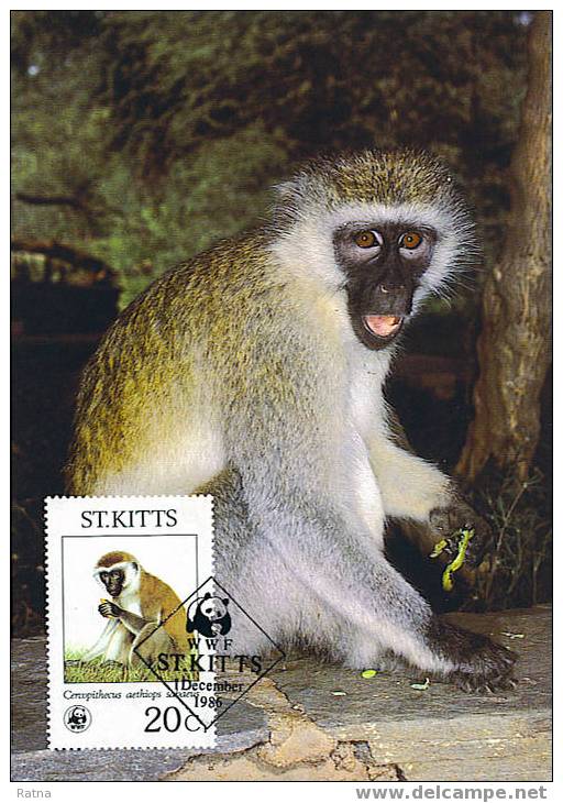 St Kitts : CM Carte Maximum Singe Vert Green Monkey Mammifere Animal Protection WWF - Singes