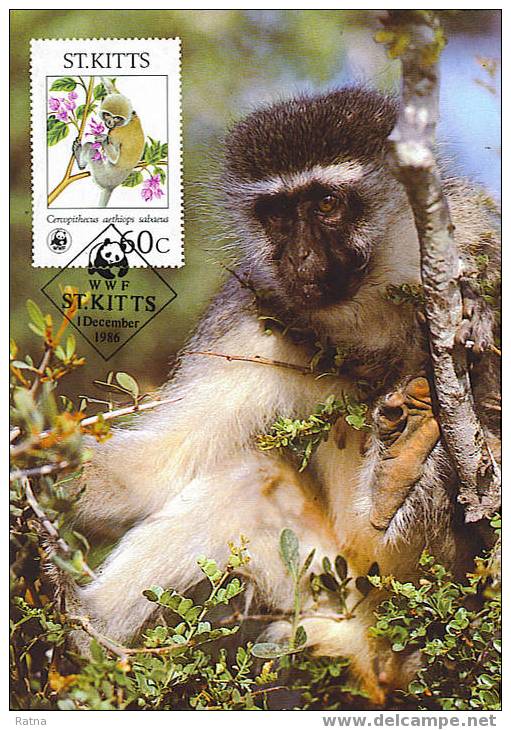 St Kitts : CM Carte Maximum Singe Vert Green Monkey Cercopithecus Mammifere Animal Protection WWF - Singes