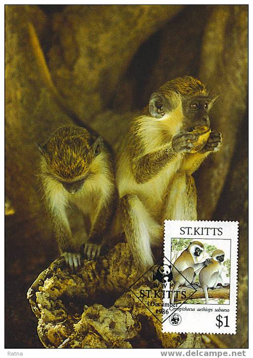 St Kitts : CM Carte Maximum Singe Vert Green Monkey Cercopithecus Mammifere Animal Protection WWF - Apen