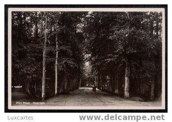 DEN HOUT.HAARLEM. - Haarlem