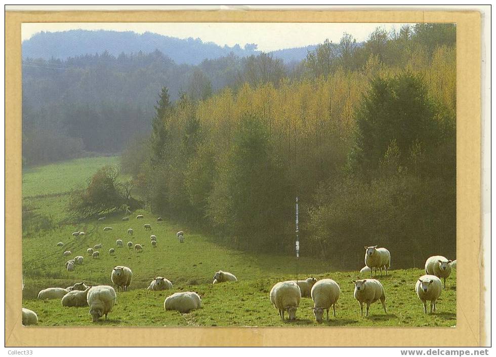 Limousin - Brebis En Paturage - Troupeau - CPM 1987 - Ed In'Edite Sans N° - Limousin