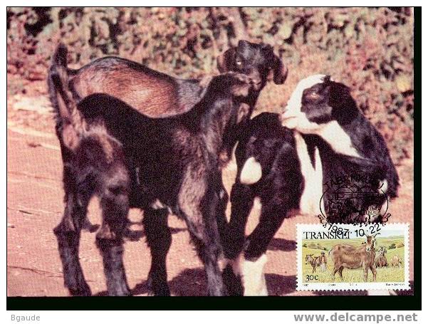 TRANSKEI  CARTE MAXIMUM NUM.YVERT 211 AGRICULTURE ELEVAGE ANIMAUX DOMESTIQUE - Transkei