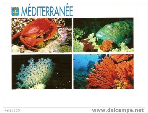 POISSONS/ Faune Et Flore De Méditerranée/CPM Circulée 1998/Très Belle Carte !! - Fish & Shellfish