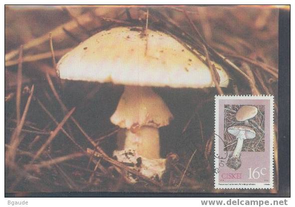 CISKEI  CARTE MAXIMUM NUM.YVERT 145 CHAMPIGNON - Ciskei