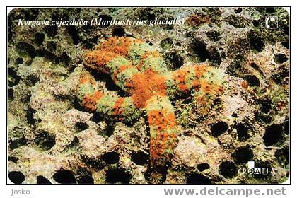 KVRGAVA ZVJEZDACA ( Croatia ) - Starfish – Seestern – Estrella De Mar – Asterie – Etoile De Mer Stella Di Mare Undersea - Croatia
