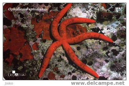 OPHIDIASTER OPHIDIANUS ( Croatia ) - Starfish – Seestern – Estrella De Mar – Asterie – Etoile De Mer - Stella Di Mare - Croatia