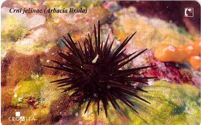 ARBACIA LIXULA ( Croatia ) - Sea Urchin - Oursin - Seeigel - Erizo De Mar - Riccio Di Mare *** Undersea - Crni Ježinac - Kroatien