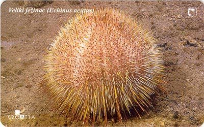 ECHINUS ACUTUS ( Croatia ) - Sea Urchin - Oursin - Seeigel - Erizo De Mar - Riccio Di Mare *** Undersea - Veliki Ježinac - Croatia