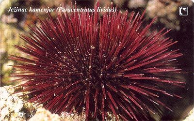 PARACENTRATUS L. ( Croatia ) - Sea Urchin - Oursin - Seeigel - Erizo De Mar - Riccio Di Mar *** Ježinac Kamenjar - Croacia