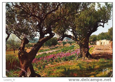 CP - CHAMPS DE FLEURS AUX ENVIRONS D'ANTIBES - YVON - Antibes - Vieille Ville