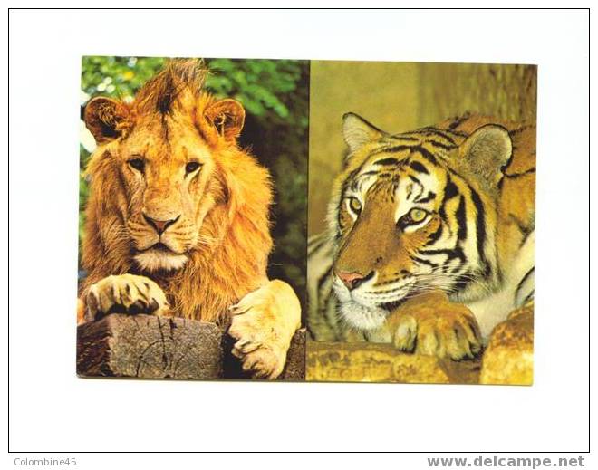 Cpm Zoo Woburn Park Lion Tigre - Tigres