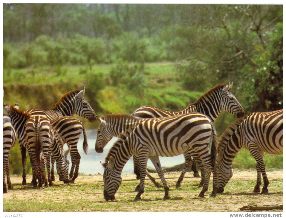 KENYA / ZEBRES - Zebra's