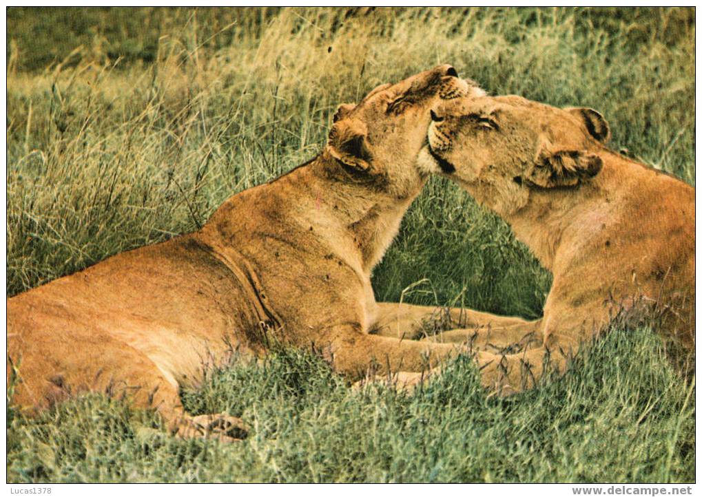 KENYA / MOTHER AN CHILD IN AN AFFECTIONATE MOOD - Lions