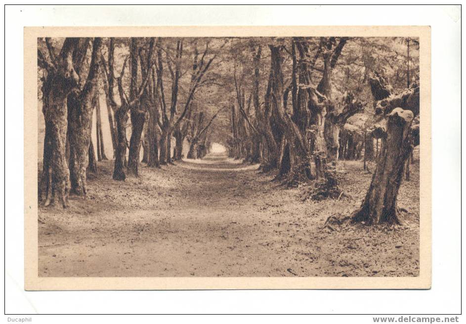 DOMAINE DU LIEU (colonie Sanitaire Et De Vacances De L Aeronautique) L ALLEE DES CHARMES - Autres & Non Classés