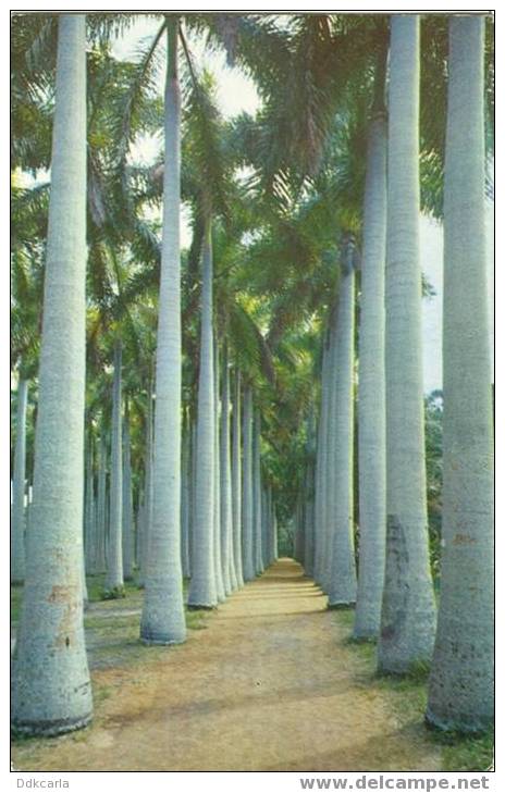 Florida - McKee Jungle Gardens - Vero Beach - Autres & Non Classés