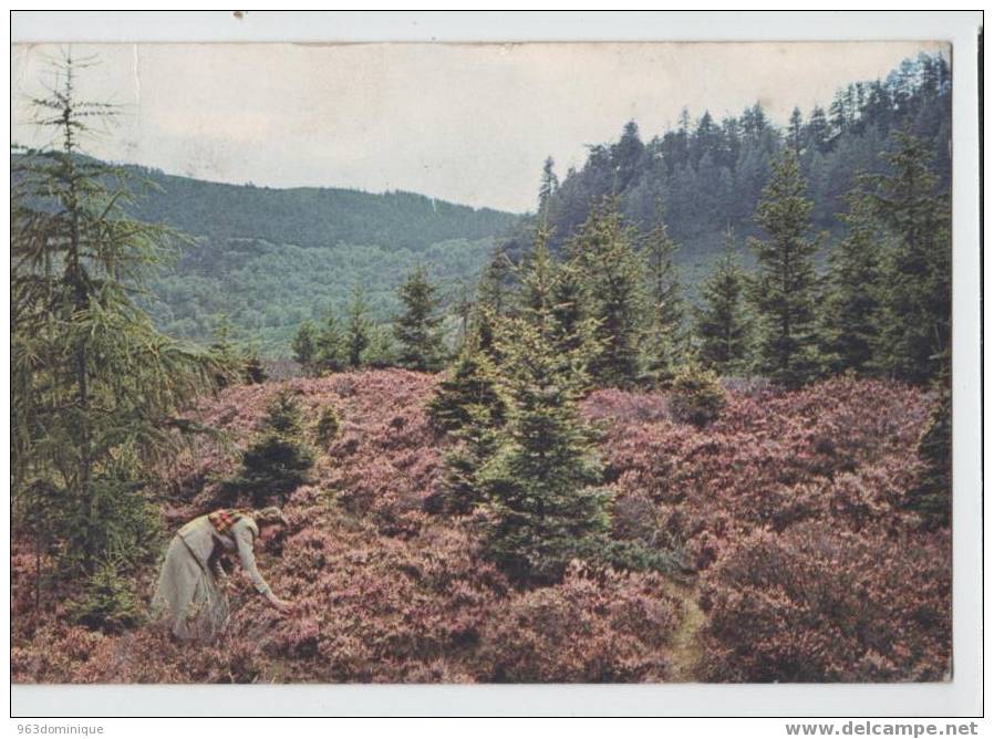 Heather In Scotland - Highlands 1967 - Midlothian/ Edinburgh