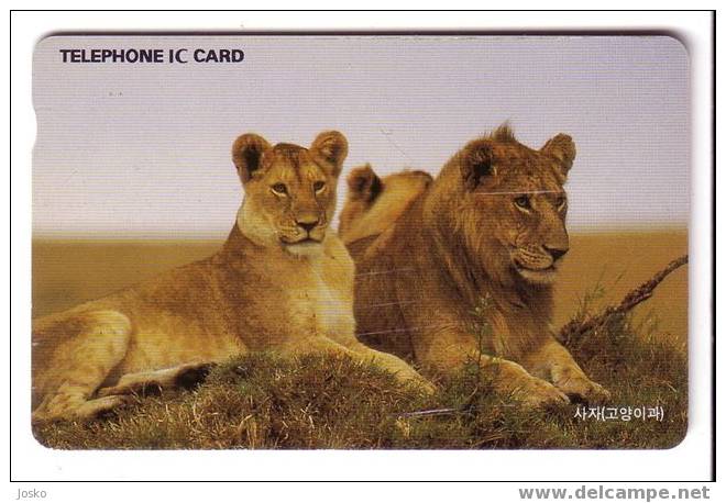 LION ( Korea Chip Card ) – Loewe – Leon – Leone – Lions -  Damaged Card - Scratched  ( See Scan ) Special Price ! - Jungle