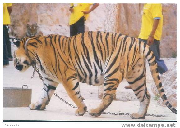 Tiger - Tigre - Tijger - Indo-Chinese Tiger (Panthera Tigris Corbetti) - B - Tigres