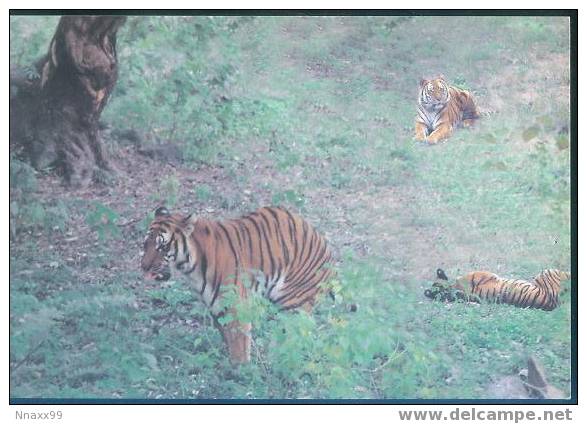 Tiger - Tigre - Tijger - South China Tiger (Panthera Tigris Amoyensis) In Meihuashan National Nature Reserve - B - Tigres